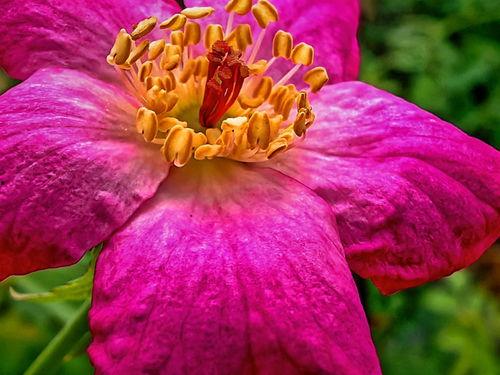 花蕊手机在线观看,在线观看，解锁科技魅力新篇章  第3张